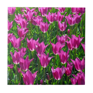 Paarse veertulpen tegeltje
