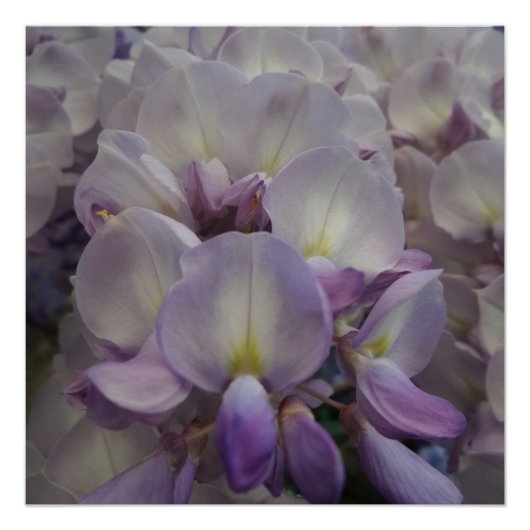 Paarse ventilator 20 x 20 inch, Poster papier, hal Perfect Poster (Voorkant)