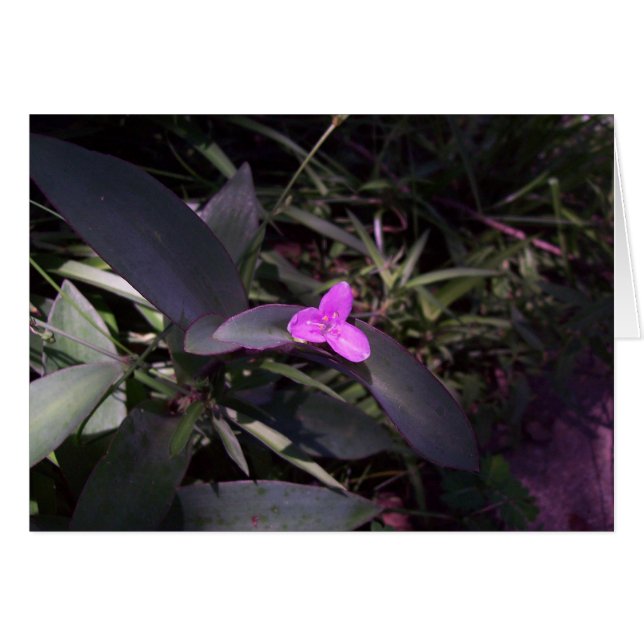 Paarse ventilator in de schaduw (Voorkant Horizontaal)