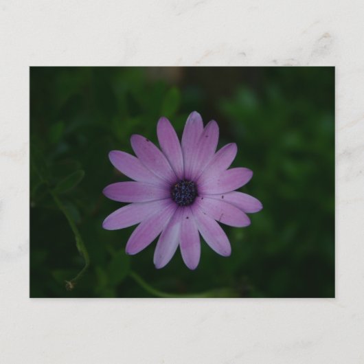 Paarse ventilatorfotografie briefkaart (Voorkant)