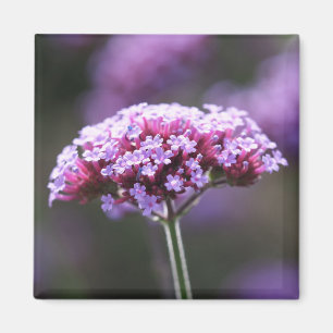 Paarse Verbena Floral Fridge Magnet Magneet
