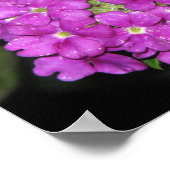 Paarse Verbena Poster (Hoek)