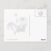 Paarse verklikstof briefkaart (Achterkant)