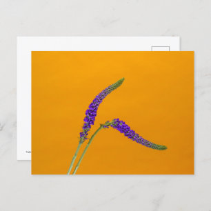 Paarse Veronicas-Briefkaart Briefkaart