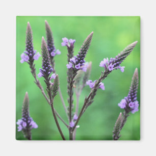 Paarse Vervain Wildflower Flower Magnet Magneet