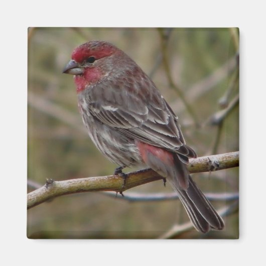 paarse vinkmagneet magneet (Voorkant)