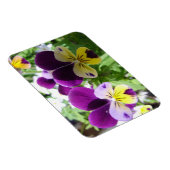 Paarse Viola Pansy Bloemkaart Magneet (Rechterzijde)