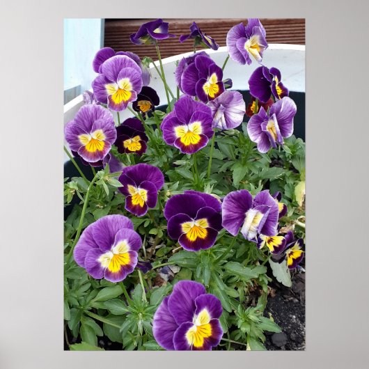 Paarse Viola Violas Bloementuin Poster (Voorkant)