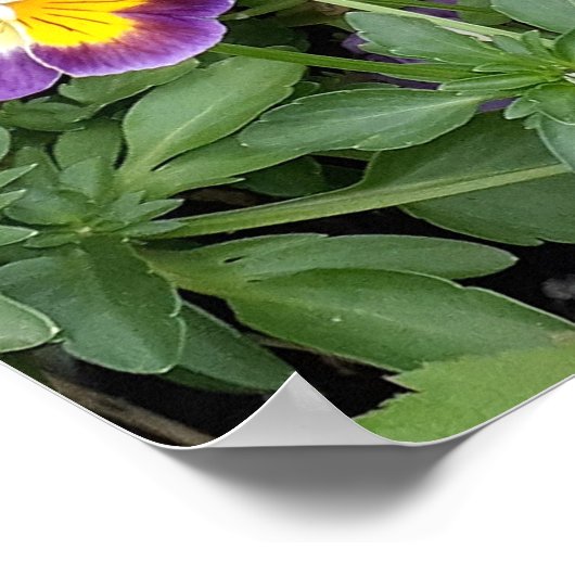 Paarse Viola Violas Bloementuin Poster (Hoek)