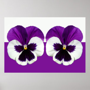 Paarse Violet Pansy Flowers Poster
