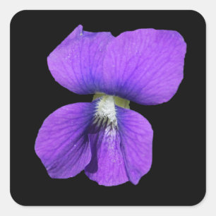 Paarse Violet sticker