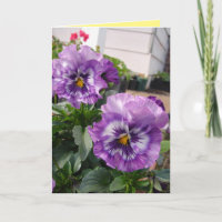 Paarse Viooltje Foto bloemen bloemkaart