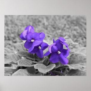 Paarse Viooltjes, Poster