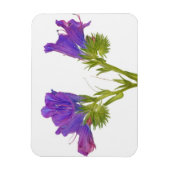 Paarse vipers (echium plantagineum) magneet (Verticaal)
