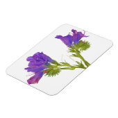 Paarse vipers (echium plantagineum) magneet (Linkerzijde)