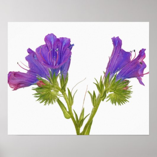 Paarse vipers (echium plantagineum) poster (Voorkant)