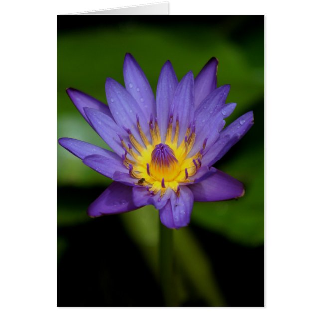 Paarse Water Lily (Voorkant)