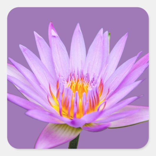 Paarse Water Lily Vierkante Sticker (Voorkant)