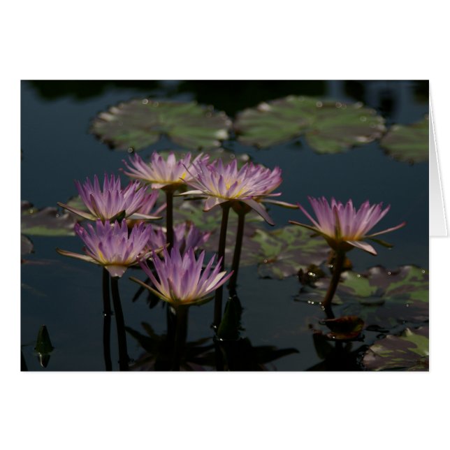 Paarse waterlilies Lotus (Voorkant Horizontaal)