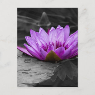 Paarse waterLily 002 Zwarte en Witte achtergrond Briefkaart
