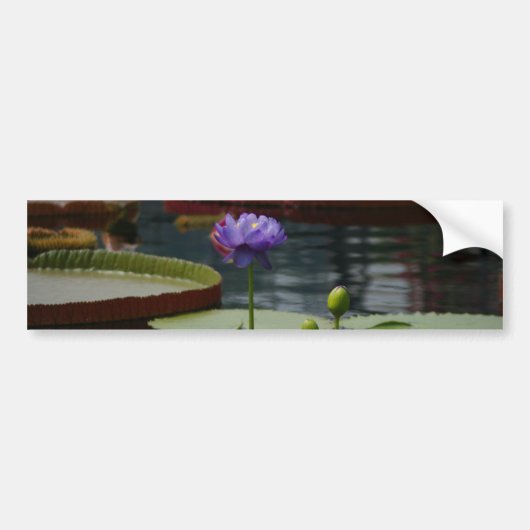 Paarse waterlily bumpersticker (Voorkant)