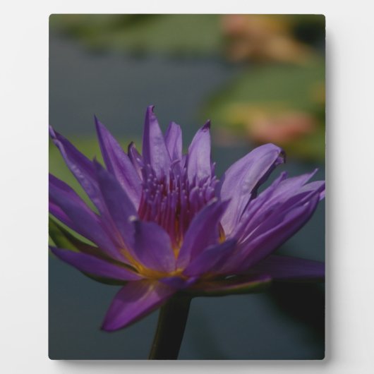 Paarse waterlily fotoplaat (Voorkant)