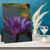 Paarse waterlily fotoplaat (Zijkant)