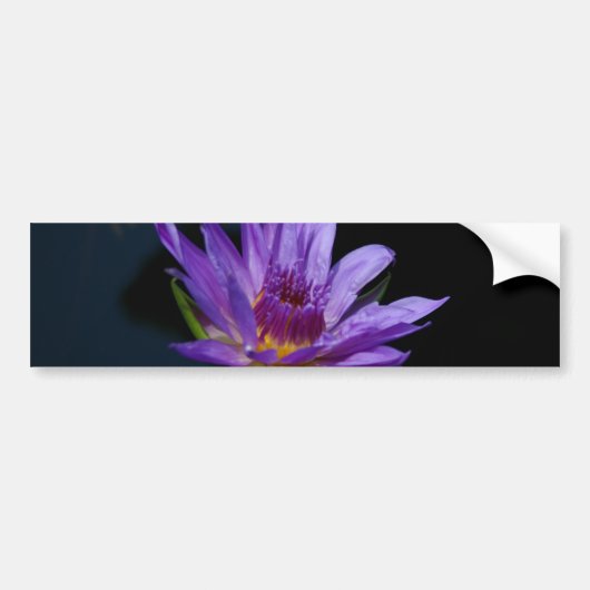 Paarse waterlily Lotus Bumpersticker (Voorkant)