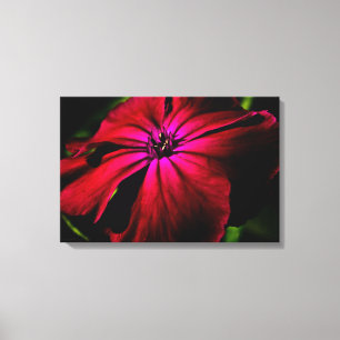 Paarse Wild Flower 24x16 (60x40cm) Canvas Afdruk