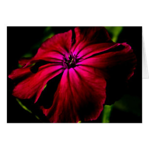Paarse wilde bloem gccnm