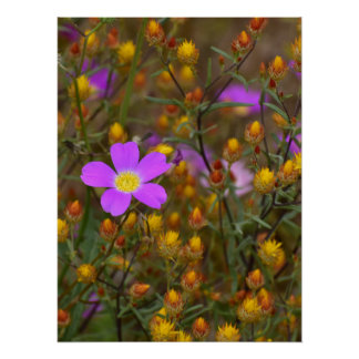 Paarse Wilde Bloem – Natuurlijke Kleurensymfonie Perfect Poster