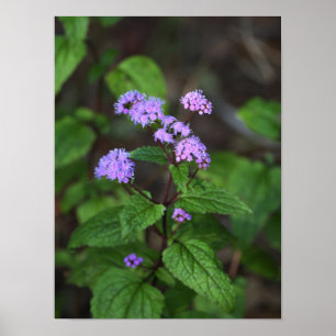 Paarse Wilde Bloemen Poster