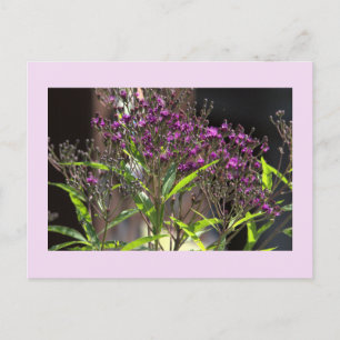 Paarse Wildflowers Foto Briefkaart