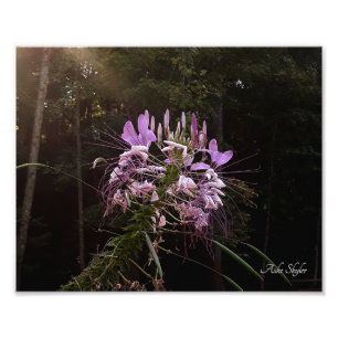 Paarse wimpers foto afdruk