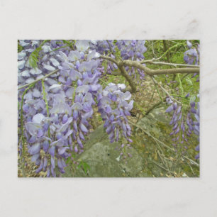 Paarse Wisteria Coordinating Items Briefkaart