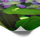 Paarse Wisteria Flower Poster (Hoek)