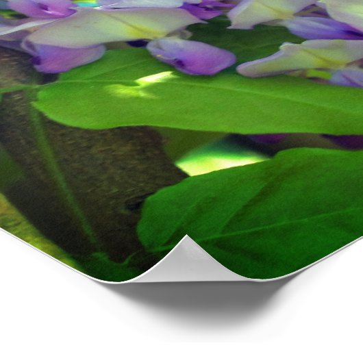 Paarse Wisteria Flower Poster (Hoek)