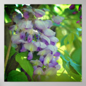 Paarse Wisteria Flower Poster (Voorkant)