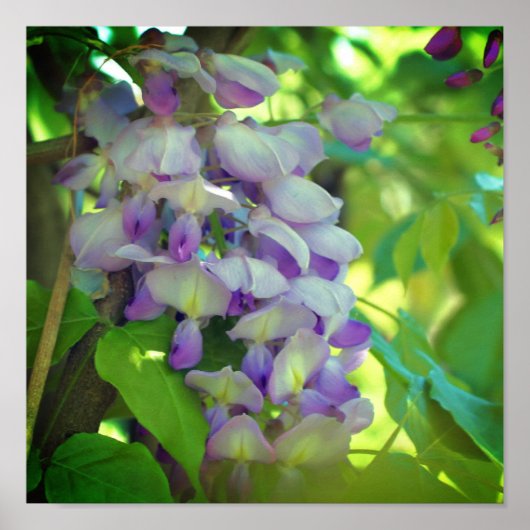 Paarse Wisteria Flower Poster (Voorkant)