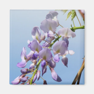 Paarse Wisteria Magneet