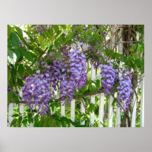 Paarse Wisteria ~ print