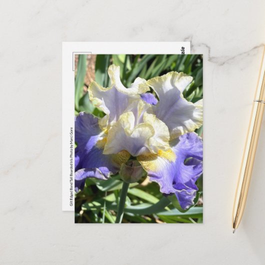 Paarse & Witte Bearded Iris Briefkaart (Voorkant / Achterkant in situ)
