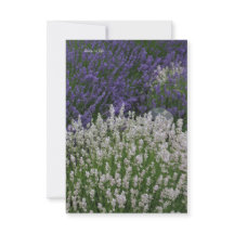 Paarse & Witte Lavendel Planten