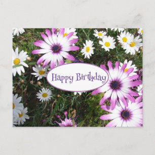 Paarse Witte Madeliefjes Bloem Tuin Verjaardag Briefkaart