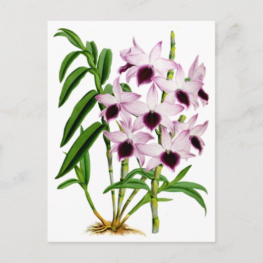 Paarse witte orchidebloem Briefkaart (Voorkant)