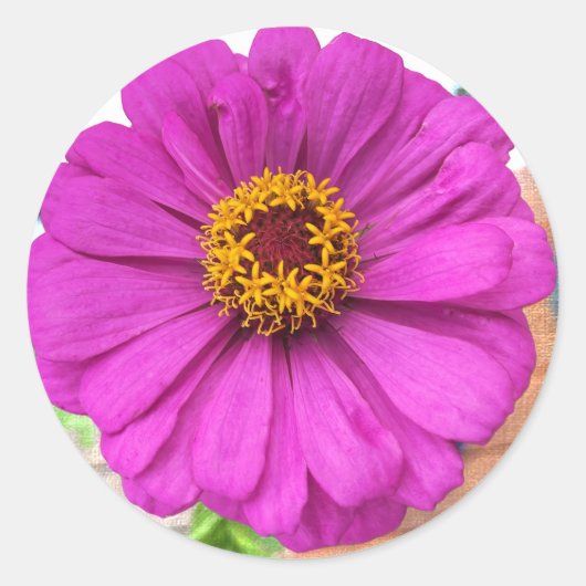 Paarse Zinnia-bloem Ronde Sticker (Voorkant)