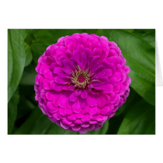 Paarse Zinnia-kaart