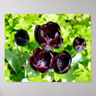  Paarse zwarte Tulpen Bloemen Nederland Poster