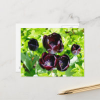 Paarse zwarte tulpen Flower Holland