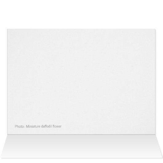 Paasbloem Daffodil Narcissus CC1209-kaart (Binnen Horizontaal (Boven))